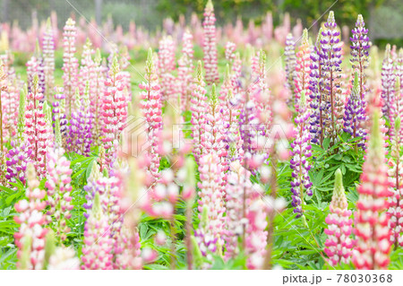 満開のルピナスの花畑 78030368