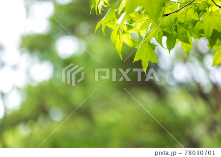 滋賀県の緑地公園の風景、新緑、若い、イメージ、青葉【5月】 78030701
