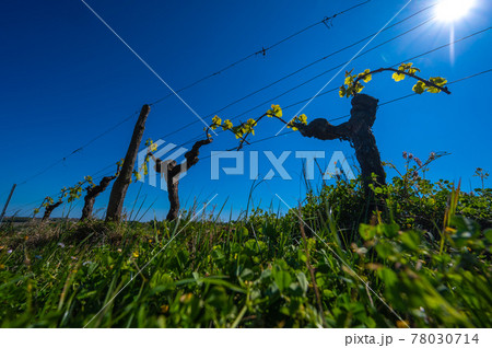 New bug and leaves sprouting at the beginning of spring on a trellised vine growing in bordeaux New bug and leaves sprouting at the beginning of spring on a trellised vine growing in bordeaux 78030714
