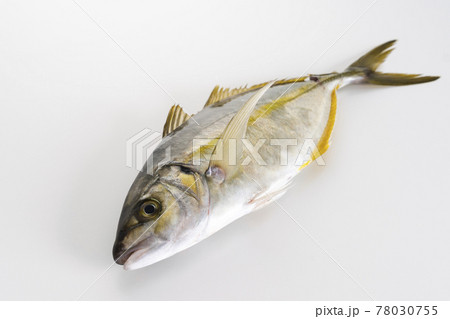 高級魚の活き〆したシマアジ 高級魚の活き〆したシマアジ 78030755