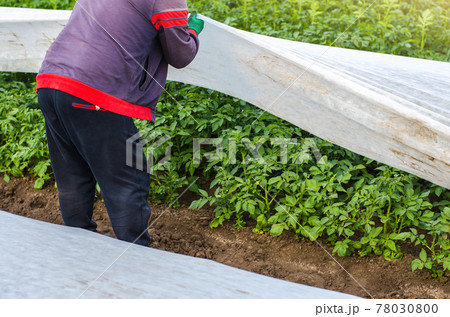 A farmer opens a spunbond potato plantation. Opening of young potato bushes as it warms. Hardening of plants in late spring. Agroindustry, farming. Removal of greenhouse tunnels after warming A farmer opens a spunbond potato plantation. Opening of young potato bushes as it warms. Hardening of plants in late spring. Agroindustry, farming. Removal of greenhouse tunnels after warming 78030800