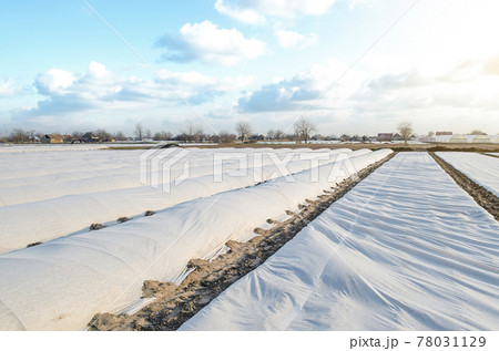 A farm field covered with a spunbond spunlaid nonwoven to protect potato plants from unstable weather. Early harvest of potatoes. Use of new technology materials on farms in emerging market countries. 78031129