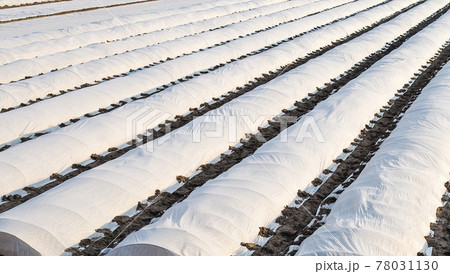 Farm potato plantation sheltered with spunbond spunlaid nonwoven agricultural fabric. Greenhouse effect. . Use of innovative technologies materials in agriculture in emerging market countries. Farm potato plantation sheltered with spunbond spunlaid nonwoven agricultural fabric. Greenhouse effect. . Use of innovative technologies materials in agriculture in emerging market countries. 78031130