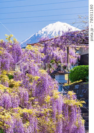 (静岡県)富士宮市 下之坊の藤と富士山 (静岡県)富士宮市 下之坊の藤と富士山 78031160
