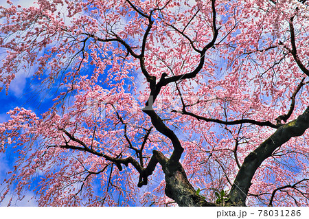 枝垂れ桜 78031286