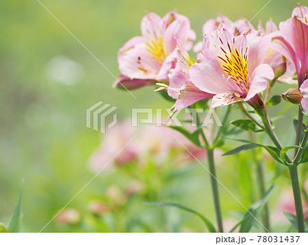 可憐に咲くアルストロメリア 78031437