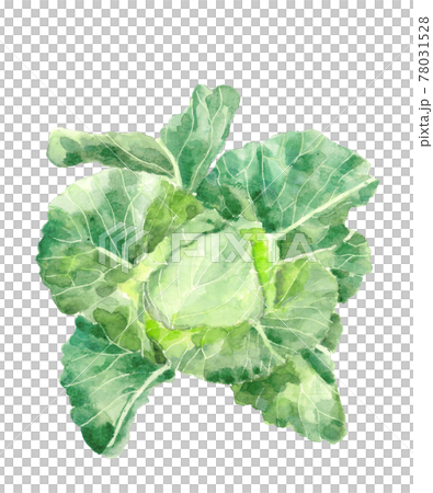水彩：畑のキャベツ 野菜の素材 白バック 78031528