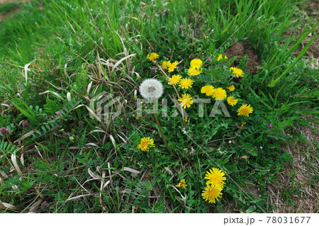 香取市栗源の風景 香取市栗源の風景 78031677
