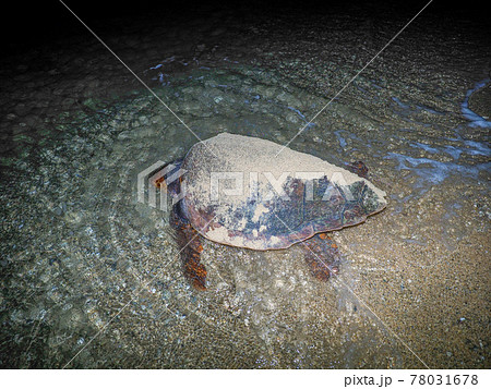 ウミガメの産卵 78031678