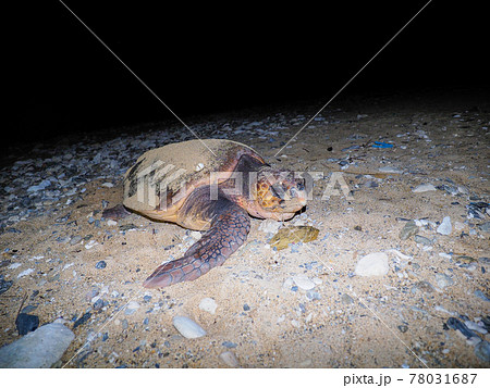 ウミガメの産卵 78031687