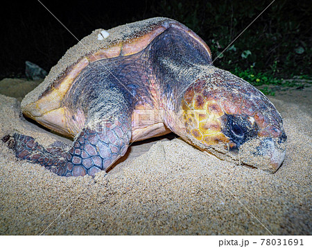 ウミガメの産卵 ウミガメの産卵 78031691