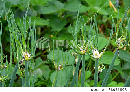 やぐらねぎ（櫓ネギ） 78031898