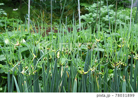 やぐらねぎ（櫓ネギ） 78031899