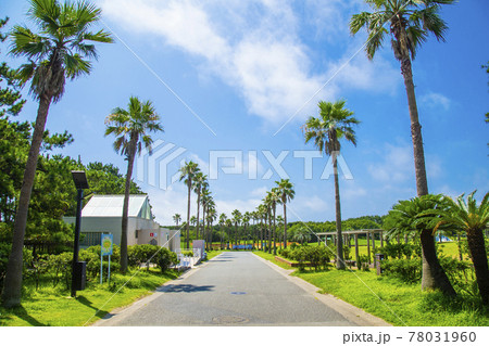 辻堂海浜公園 78031960