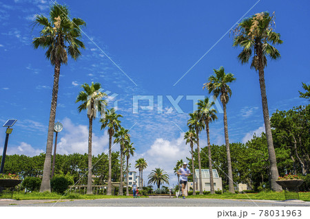 辻堂海浜公園 78031963