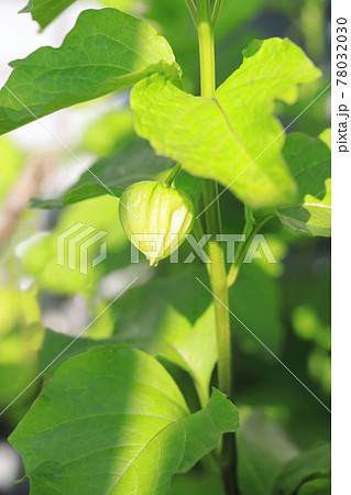 ホオズキの花と色づく前の若い実 78032030