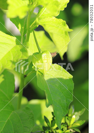 ホオズキの花と色づく前の若い実 78032031