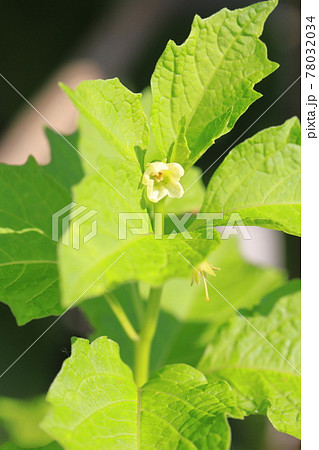 ホオズキの花と色づく前の若い実 ホオズキの花と色づく前の若い実 78032034
