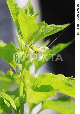 ホオズキの花と色づく前の若い実 ホオズキの花と色づく前の若い実 78032036