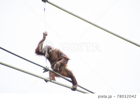 綱渡りするオランウータン 78032042