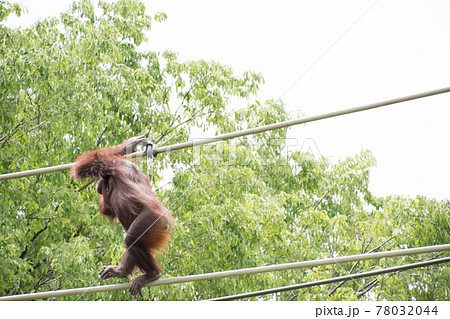 綱渡りするオランウータン 78032044