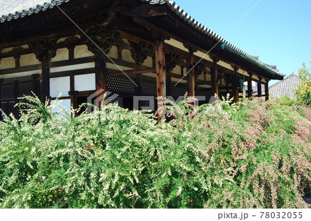 元興寺極楽坊と萩の花 78032055