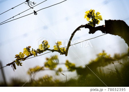 New bug and leaves sprouting at the beginning of spring on a trellised vine growing in bordeaux 78032395