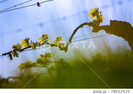 New bug and leaves sprouting at the beginning of spring on a trellised vine growing in bordeaux New bug and leaves sprouting at the beginning of spring on a trellised vine growing in bordeaux 78032420