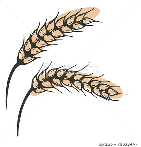 Spikelets, vector. Cereal spikelet sketch. Hand drawing, ear. Spikelets, vector. Cereal spikelet sketch. Hand drawing, ear. 78032447