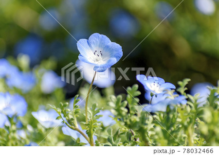 富田さとにわ耕園 ネモフィラ 富田さとにわ耕園 ネモフィラ 78032466