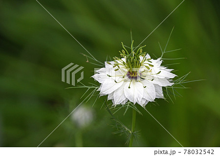 クロタネソウ（黒種草） 78032542