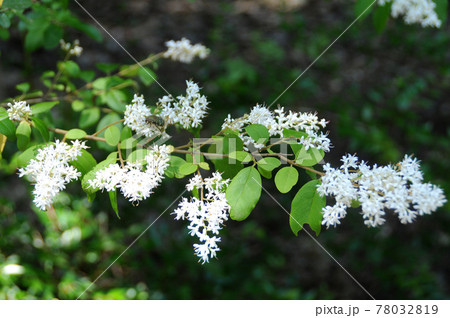 コミノネズミモチの花 コミノネズミモチの花 78032819