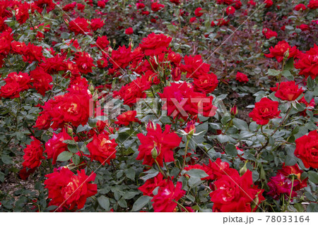 薔薇 78033164
