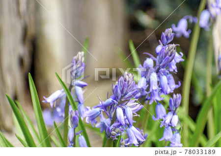 庭のツリガネスイセン 庭のツリガネスイセン 78033189