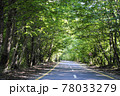 A beautiful treelined country road with sun rays seeking through the foliage. 78033279