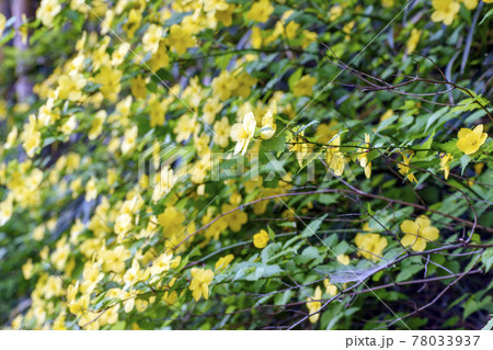 やまぶきの花 78033937