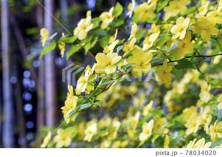 やまぶきの花 やまぶきの花 78034020
