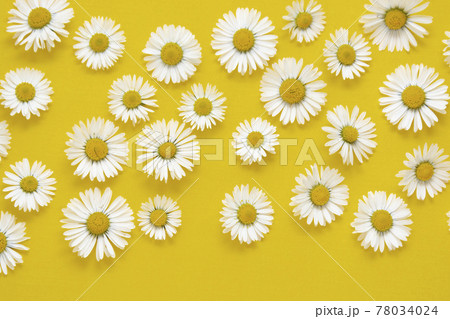 White chamomile daisy flowers on yellow background. Abstract summmer background. White chamomile daisy flowers on yellow background. Abstract summmer background. 78034024