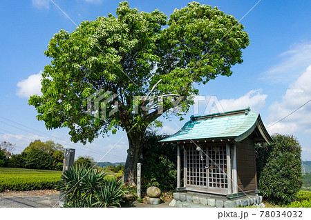 旧東海道の三大難所「小夜の中山」、茶畑の祠（白山神社） 78034032