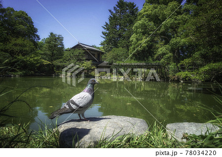 京都御苑内にある旧九条家庭園「拾翠亭」の美しい初夏の風景と鳩 京都御苑内にある旧九条家庭園「拾翠亭」の美しい初夏の風景と鳩 78034220