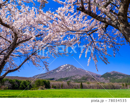 桜が満開の牧場から見る雪の残る磐梯山 (磐梯山牧場、猪苗代、福島) 桜が満開の牧場から見る雪の残る磐梯山 (磐梯山牧場、猪苗代、福島) 78034535