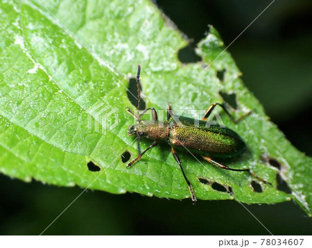 葉の上のアオハムシダマシ 78034607