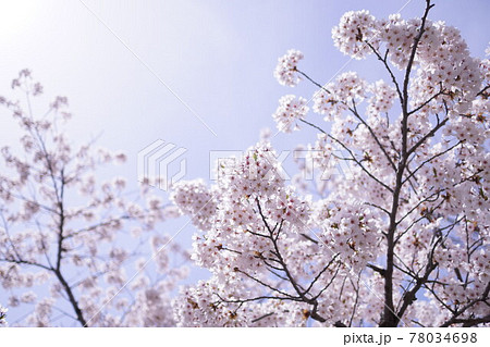 桜の花 桜の花 78034698