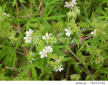 アメリカフウロ(野草)のピンク色の花 アメリカフウロ(野草)のピンク色の花 78034782