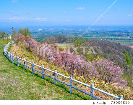 円山展望台の桜 円山展望台の桜 78034819