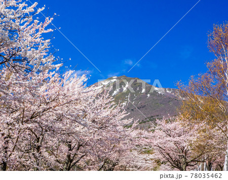 満開の桜の向こうに見える雪の残る磐梯山 (磐梯山牧場、猪苗代、福島) 満開の桜の向こうに見える雪の残る磐梯山 (磐梯山牧場、猪苗代、福島) 78035462