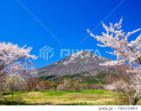 牧場の満開の桜の間から覗く雪の残る磐梯山 (磐梯山牧場、猪苗代、福島) 78035463