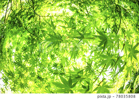 新緑もみじのイメージカット 神奈川県宮ヶ瀬湖畔園地 新緑もみじのイメージカット 神奈川県宮ヶ瀬湖畔園地 78035808