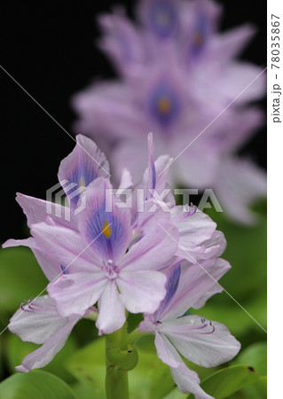 花弁にワンポイント黄色の斑紋 78035867