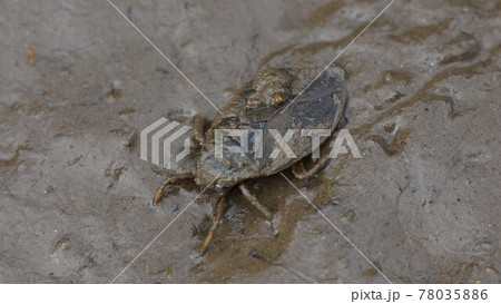 田んぼを進むコオイムシ 田んぼを進むコオイムシ 78035886